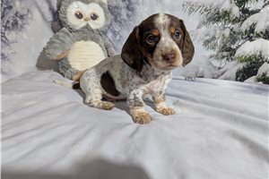 Langston - Dachshund, Mini for sale