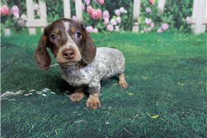 Lane - Dachshund, Mini for sale
