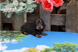 Paco - Dachshund, Mini for sale