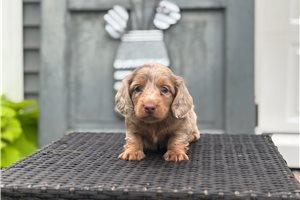 Jason - puppy for sale