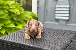 Jasper - Mini Dachshund for sale