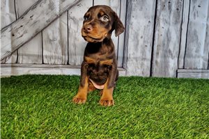Elaine - Doberman Pinscher for sale