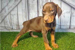 Effie - Doberman Pinscher for sale