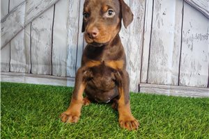 Effie - Doberman Pinscher for sale