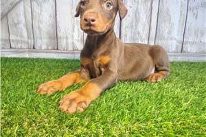 Edison - Doberman Pinscher for sale