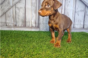 Edison - Doberman Pinscher for sale