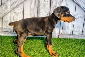 Elda - Doberman Pinscher for sale