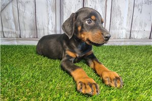 Elana - Doberman Pinscher for sale