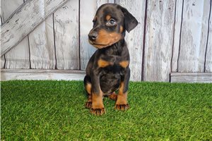 Elda - Doberman Pinscher for sale