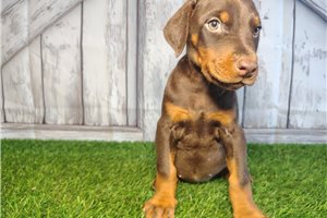 Elaine - Doberman Pinscher for sale