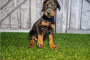 Elana - Doodleman Pinscher for sale