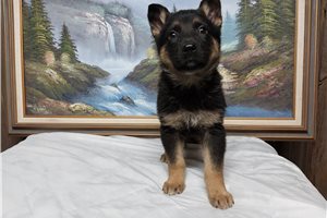 Ezekiel - puppy for sale