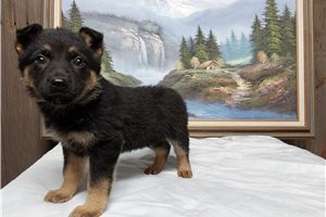 Eleanor - German Shepherd for sale