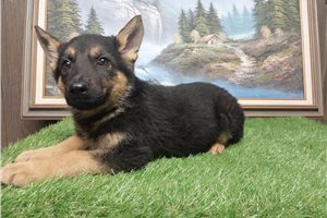 Ellie - German Shepherd for sale