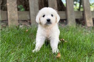 Parker - Golden Retriever for sale