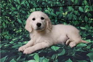 Dixie - puppy for sale