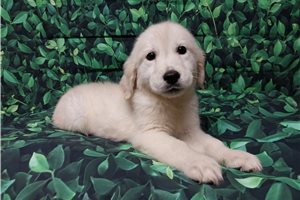 Diva - puppy for sale