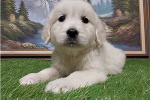 Lane - puppy for sale