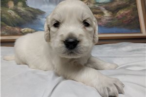 Dodie - puppy for sale