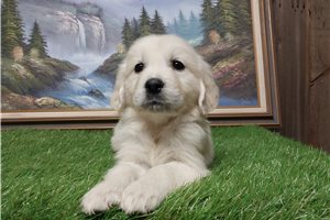 Dixie - puppy for sale