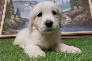 Dillie - puppy for sale