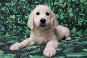 Dido - puppy for sale