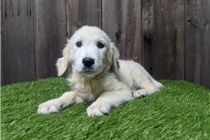 Lane - puppy for sale