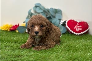 Bruna - puppy for sale