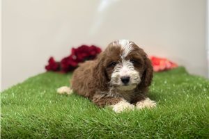 Bixby - Goldendoodle for sale