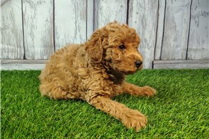 Samuel - puppy for sale