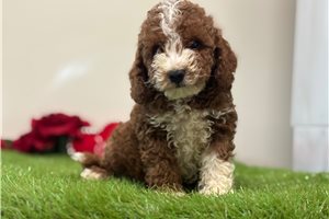 Blue - Goldendoodle for sale