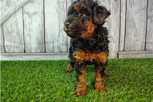 Sammy - Goldendoodle, Mini for sale
