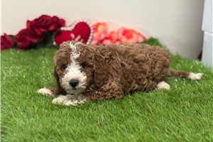 Blackjack - Goldendoodle for sale