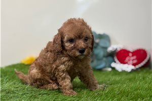 Brynlee - puppy for sale