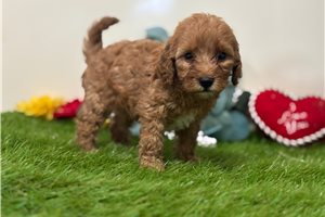 Brittany - puppy for sale