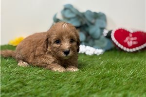 Brooke - Goldendoodle for sale