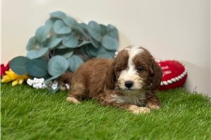 Bixby - puppy for sale