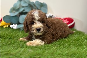 Blackjack - puppy for sale