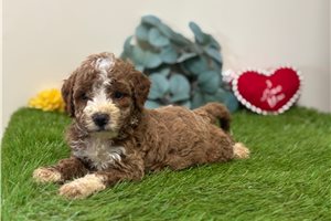 Blue - puppy for sale