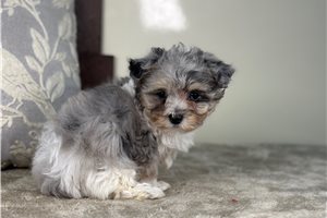 Elena - Malti Poo - Maltipoo for sale
