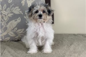 Emerson - puppy for sale