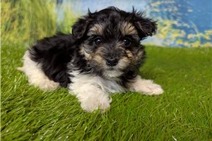 Emilio - Malti Poo - Maltipoo for sale