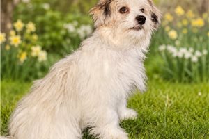 Emerson - Malti Poo - Maltipoo for sale