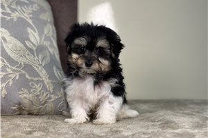 Emilio - Malti Poo - Maltipoo for sale