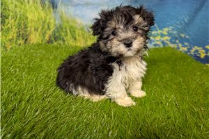 Elias - Malti Poo - Maltipoo for sale