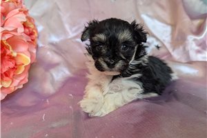 Evelyn - puppy for sale