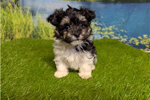 Evelyn - Malti Poo - Maltipoo for sale