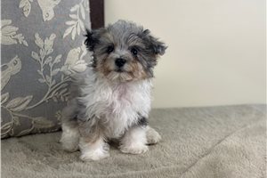 Elena - puppy for sale