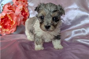 Elena - puppy for sale