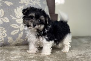 Evelyn - Malti Poo - Maltipoo for sale